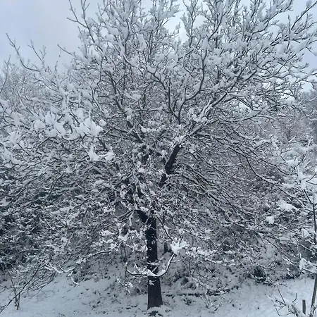 Calcar * Avenone
